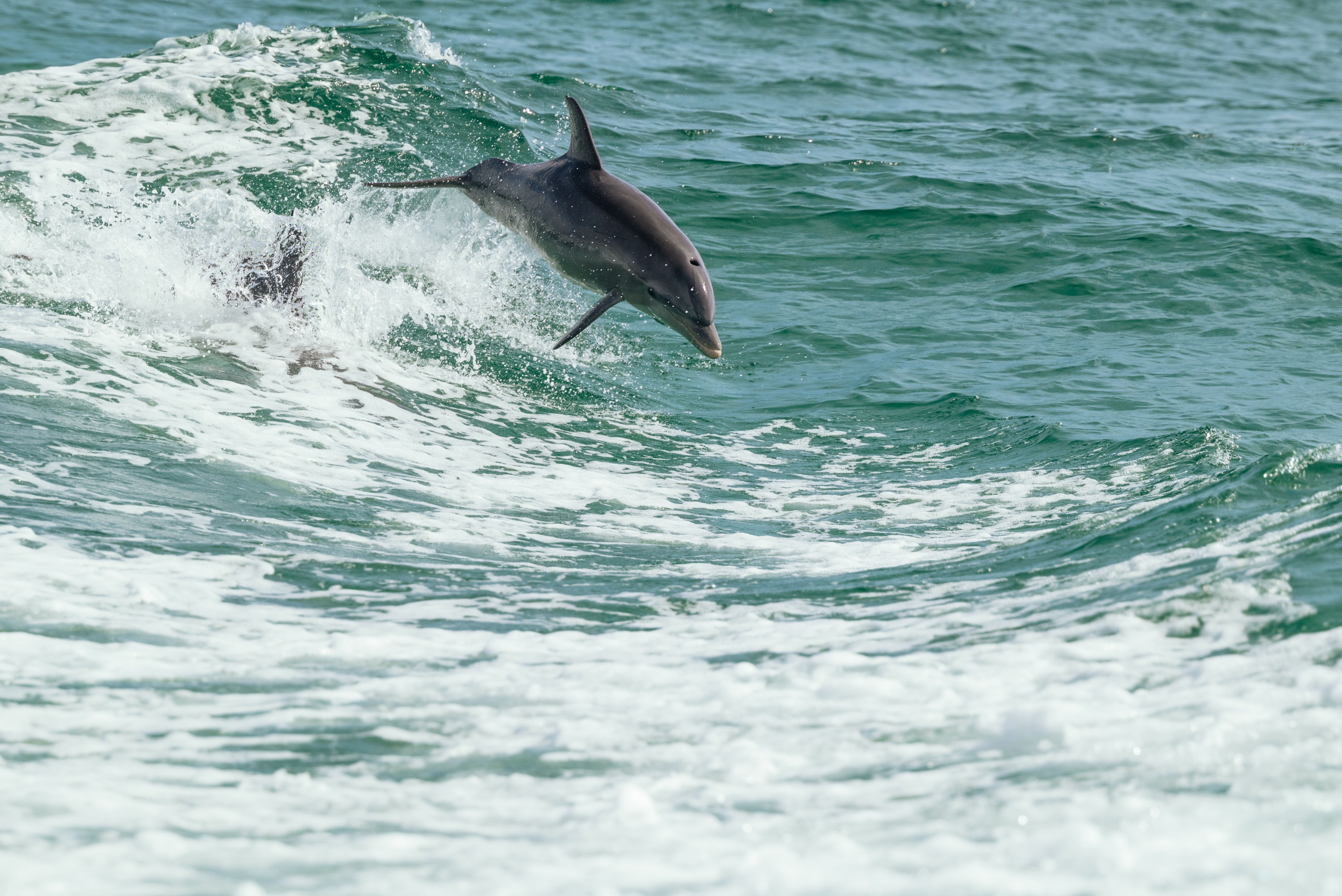Port Stephens Day Trip from Newcastle: Dolphins, Dunes and the Bay
