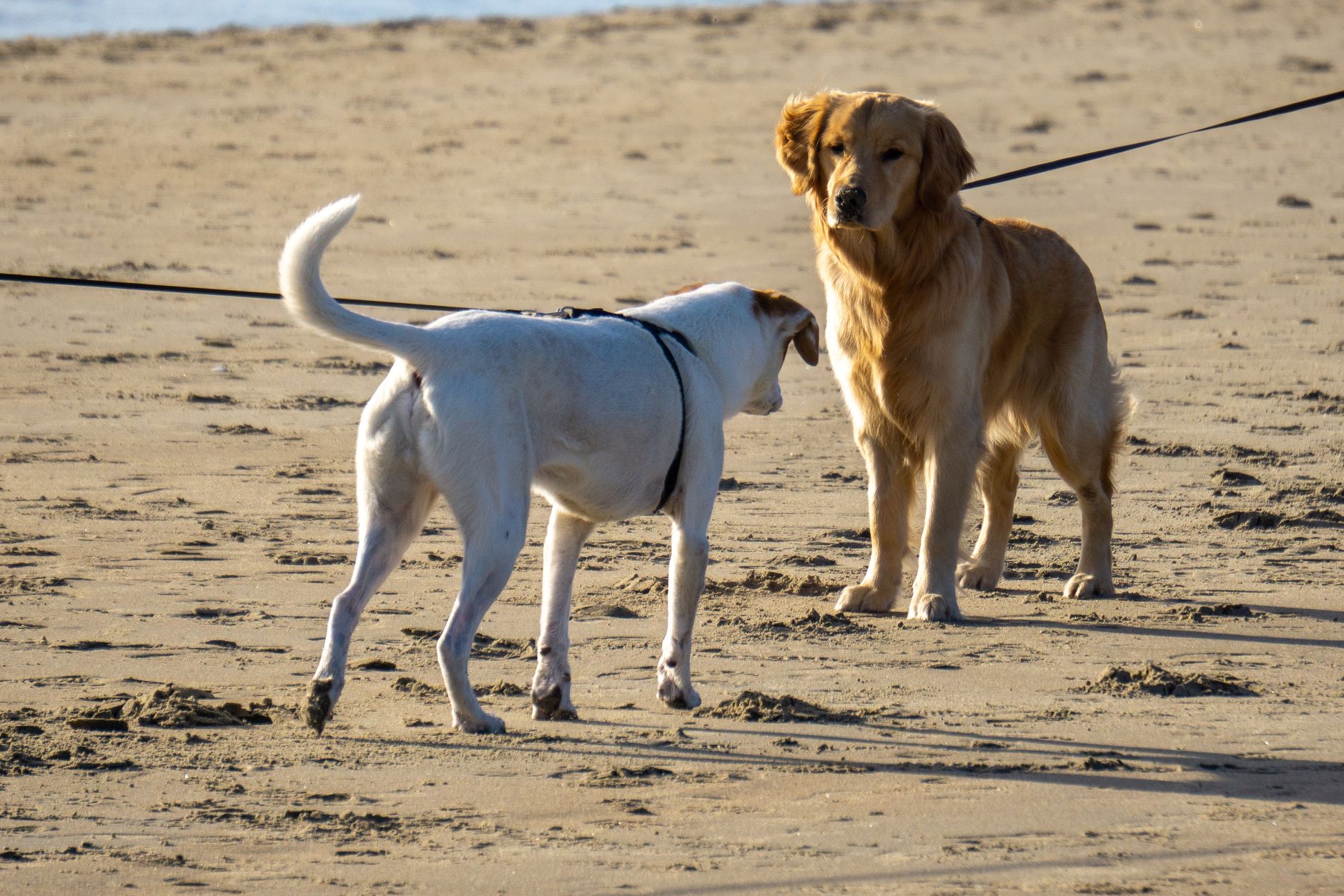 Dog-Friendly Newcastle: Parks, Beaches and Off-Leash Areas