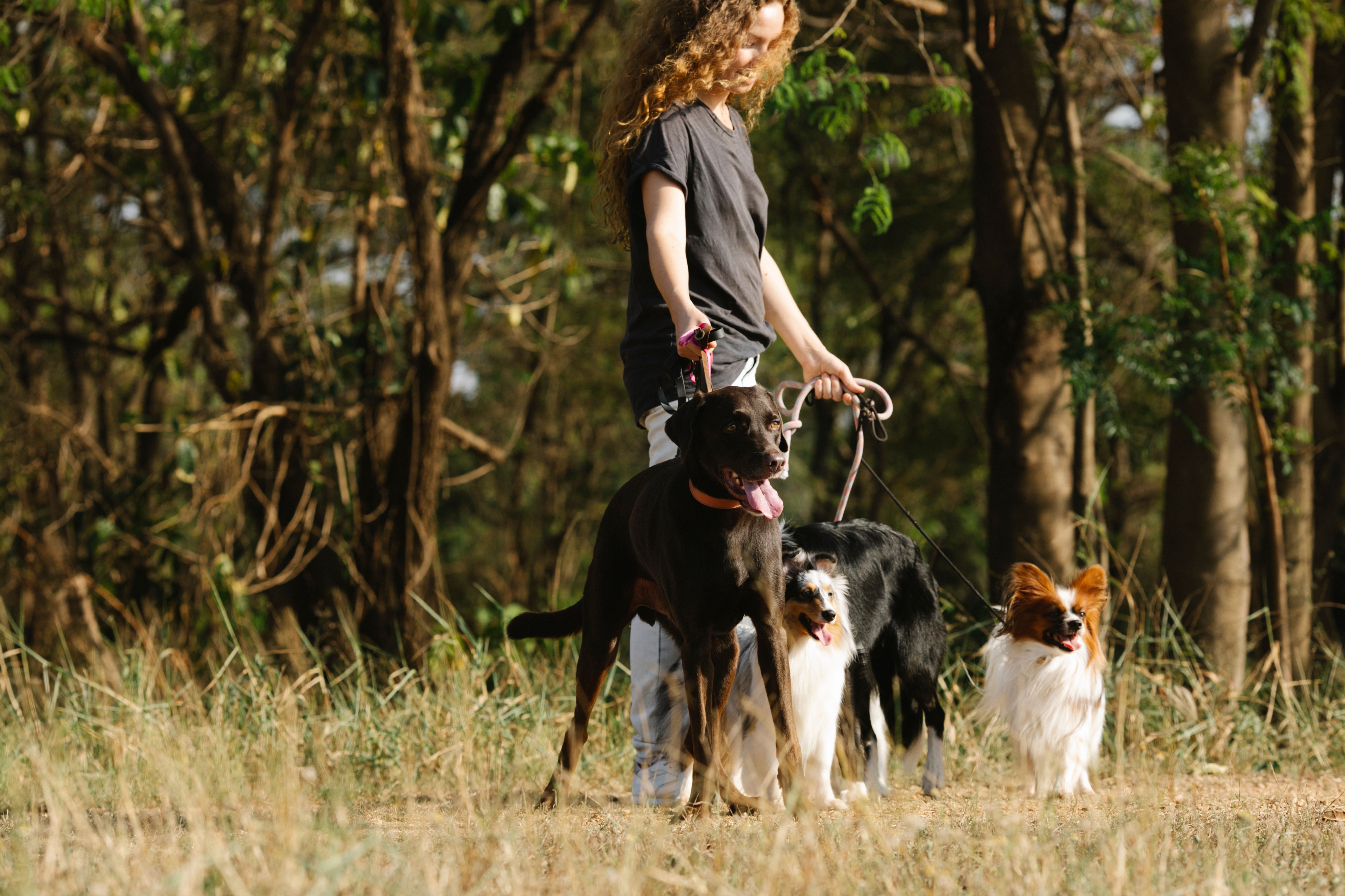 Dog-Friendly Parks in Newcastle: Off-Leash Areas and Walking Trails