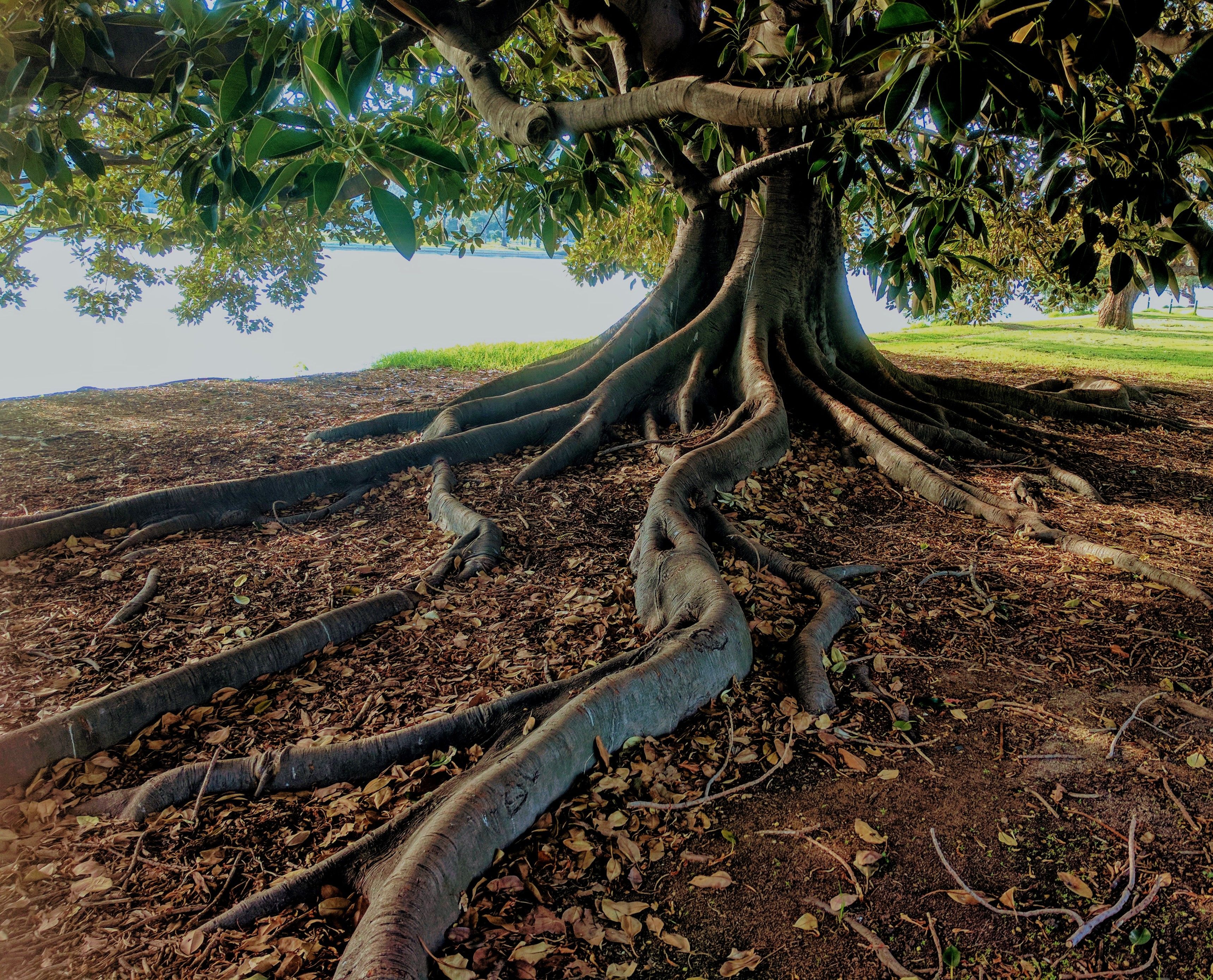 Best Parks in Newcastle: Botanic Gardens, Reserves and Local Ovals